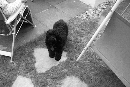 Daisy die liebe Terrier und Pudelmischung Daisy die liebe Terrier und Pudelmischung